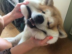 -锦尚阁烤鱼(望京新荟城店)