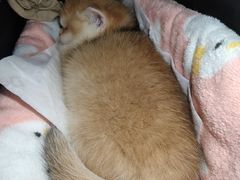 -柚子猫舍·精品猫舍购猫·猫咪认养·购宠·宠物店