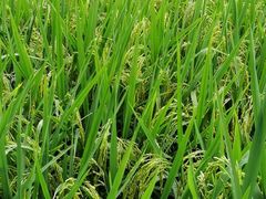 -洪湖家庭农场·团建·露营·会议