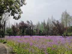 -上海滨江森林公园