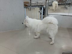 -共舞时光猫咖·狗咖(新街口店)