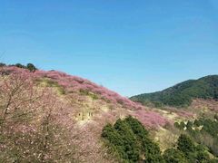 -新建村梅花