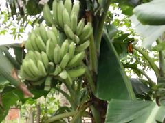 -广州国际生物岛山地公园揽胜园