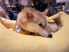 -逗柴咖啡屋·狗咖猫咖宠物桌游