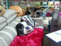 -1013 PET SHOP 宠物商店(近铁城市广场店)