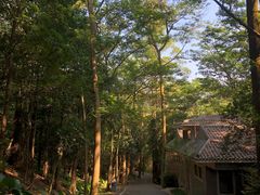 -滴水岩森林公园