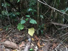 -热带雨林自然公园