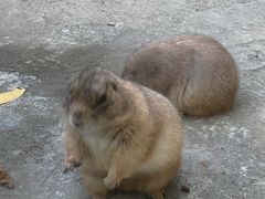 -合肥野生动物园