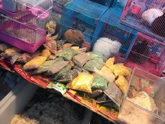 -万商花鸟市场