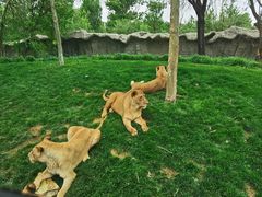 -北京野生动物园