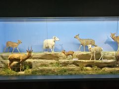 -青藏高原自然博物馆