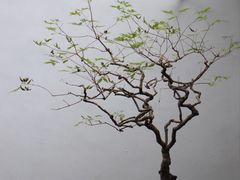 -个园
