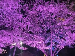 -西北湖绿化广场