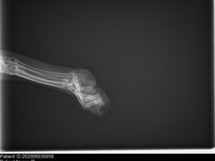 -菲尔斯特宠物医院