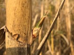 -上海滴水湖皇冠假日酒店