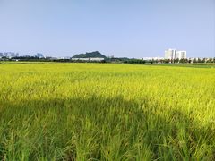 -光明小镇欢乐田园
