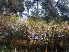 -铁山坪森林公园