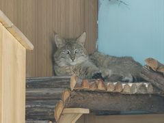 -青藏高原野生动物园