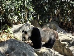 -深圳野生动物园
