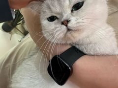 -三花喵·撸猫购宠·宠物生活馆(虹桥南丰城店)