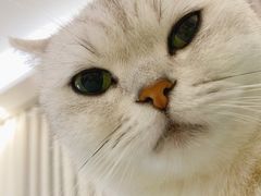 -猫小院猫主题餐厅(三里屯店)