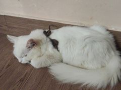 -楼上猫咖(罗湖店)