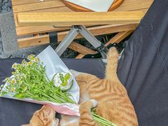 -可丽可丽·生日蛋糕·下午茶(厦门鹭港店)