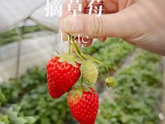 -小鱼草莓采摘园农家乐·小鱼餐厅