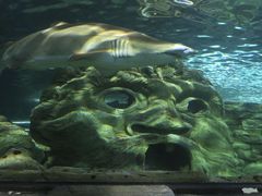 -悉尼海洋生物水族馆