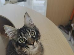 -鼓捣猫呢主题猫咖店