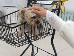 -北京观赏动物医院·24小时大型综合·猫专科·异宠专科