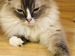 -滚猫咖啡·猫咖·猫友好撸猫(未来城店)