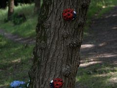 -上海共青森林公园