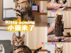 -小猫来了·猫舍(红山六九七九店)