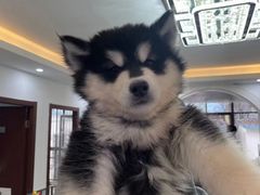 -翊宠yipet猫狗购宠庄园犬舍•猫舍