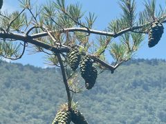 -牛背梁国家森林公园