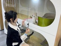 -青奢宠物·青奢猫舍