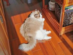 -李小姐の猫咖啡馆(五角场店)