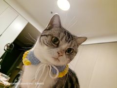 -佳雯宠物医院·皮肤科·内外科(春晓路分院)