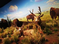 -陕西自然博物馆