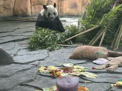 -泉州海丝野生动物世界