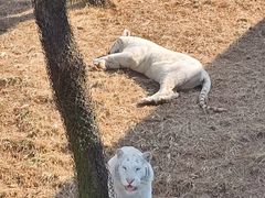 -西霞口神雕山野生动物世界