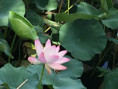 iphone_upload_pic-甲丁坊