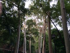-中山大学学者灵芝(园南路店)