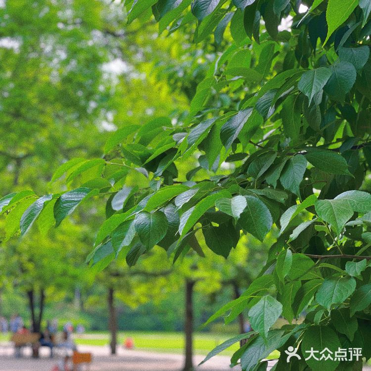 碧沙岗真的是老郑州人的回忆了 小时候最常来的公园就是