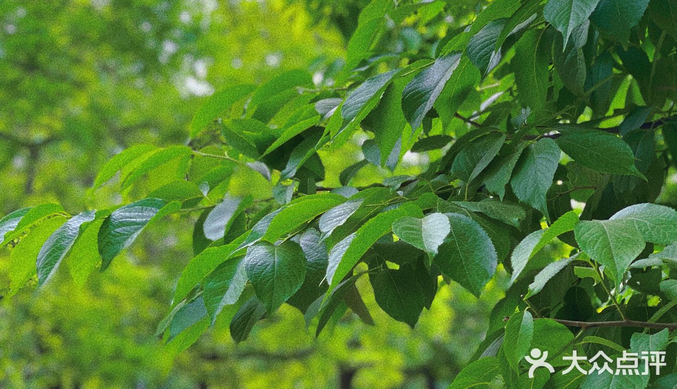 碧沙岗真的是老郑州人的回忆了 小时候最常来的公园就是