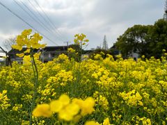 -小鱼草莓采摘园农家乐·小鱼餐厅