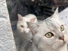 -Anne猫窝咖啡屋