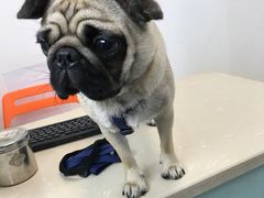 -菲丽丝宠物医院·24小时·猫科中心·免疫点(淮海分院)