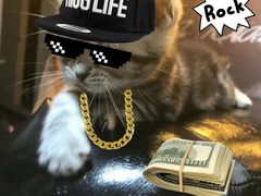 -喵zoo家庭繁育猫舍(尖东智能花园店)